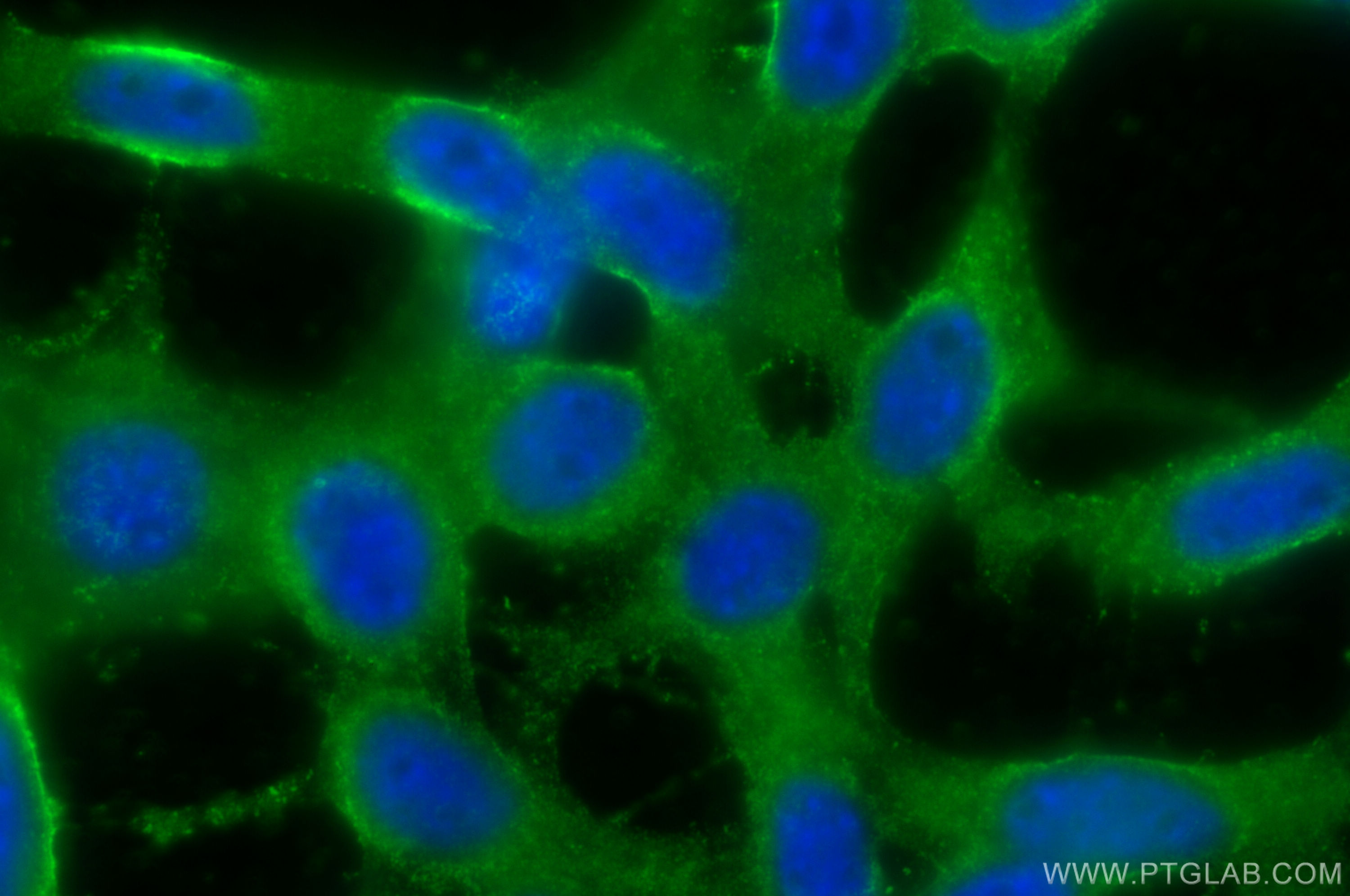 Immunofluorescence (IF) / fluorescent staining of NIH/3T3 cells using Osteocalcin Polyclonal antibody (23418-1-AP)