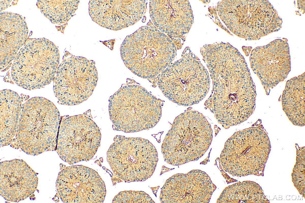 Immunohistochemistry (IHC) staining of mouse testis tissue using Osteocalcin Polyclonal antibody (23418-1-AP)