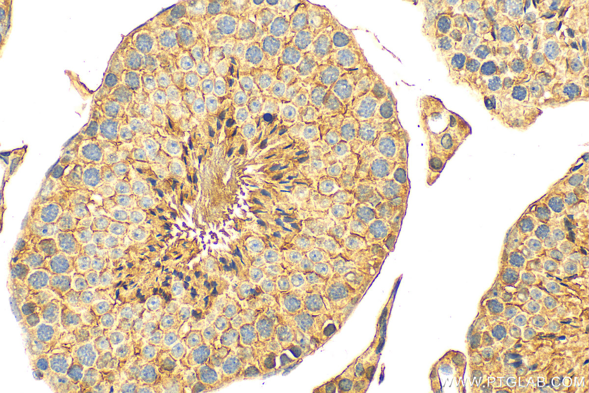 Immunohistochemistry (IHC) staining of mouse testis tissue using Osteocalcin Polyclonal antibody (23418-1-AP)