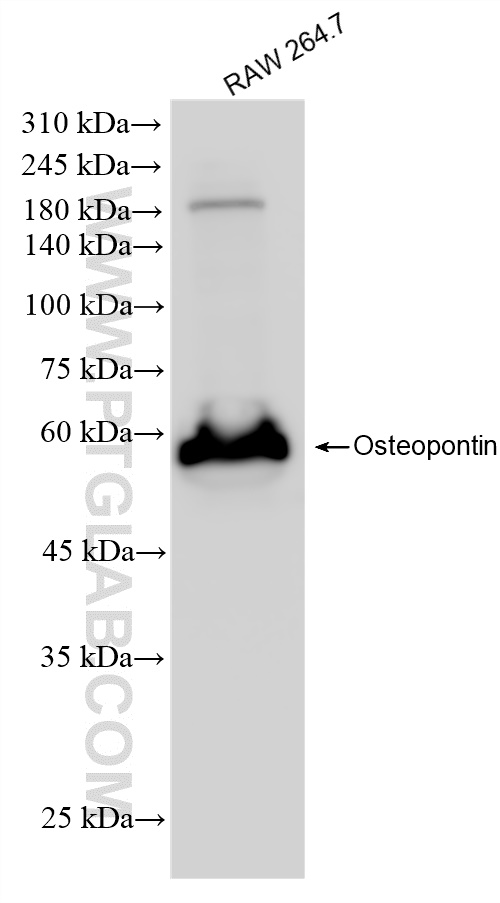 Western Blot (WB) analysis of RAW 264.7 cells using Osteopontin Recombinant antibody (83413-6-RR)