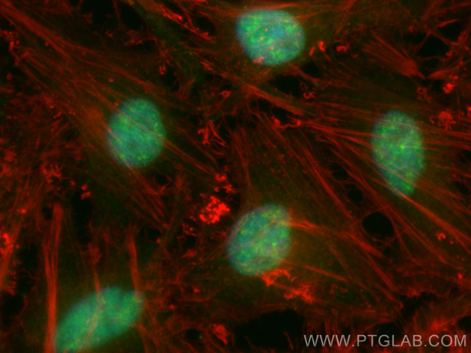 Immunofluorescence (IF) / fluorescent staining of HeLa cells using CoraLite® Plus 488-conjugated P15RS Polyclonal ant (CL488-23652)