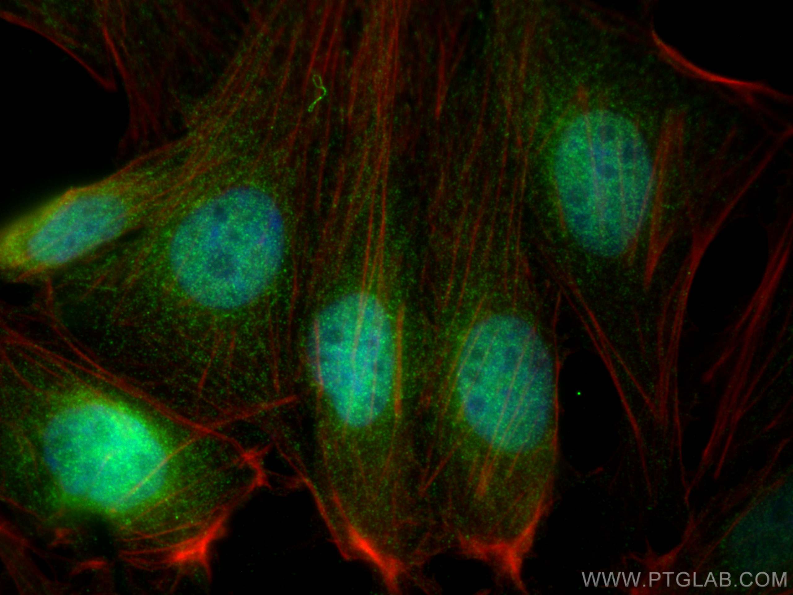 Immunofluorescence (IF) / fluorescent staining of MDCK cells using P16-INK4A Polyclonal antibody (10883-1-AP)