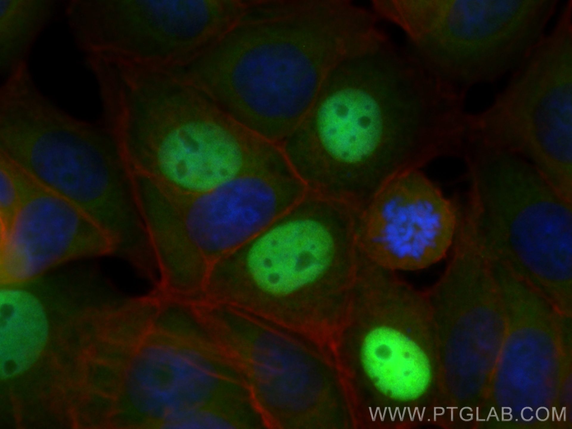 Immunofluorescence (IF) / fluorescent staining of MCF-7 cells using CoraLite® Plus 488-conjugated P21 Polyclonal antib (CL488-10355)