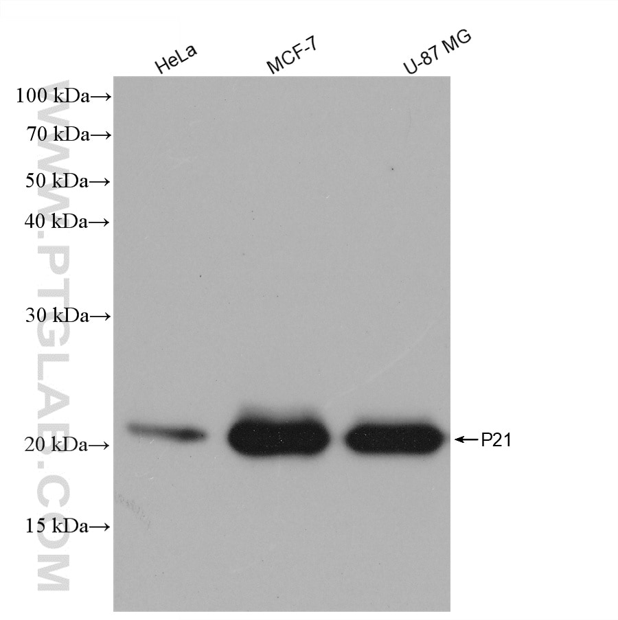 Western Blot (WB) analysis of various lysates using P21 Recombinant monoclonal antibody (82669-2-RR)