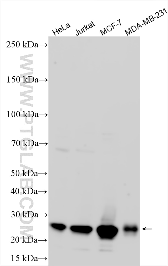 Western Blot (WB) analysis of various lysates using P27; KIP1 Polyclonal antibody (25614-1-AP)