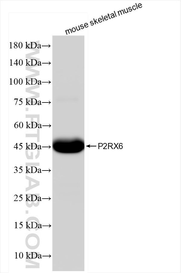 Western Blot (WB) analysis of mouse skeletal muscle tissue using P2RX6 Recombinant antibody (84458-4-RR)