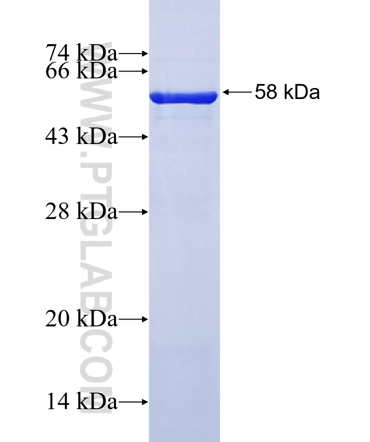 P30 of ASFV fusion protein Ag31483 SDS-PAGE