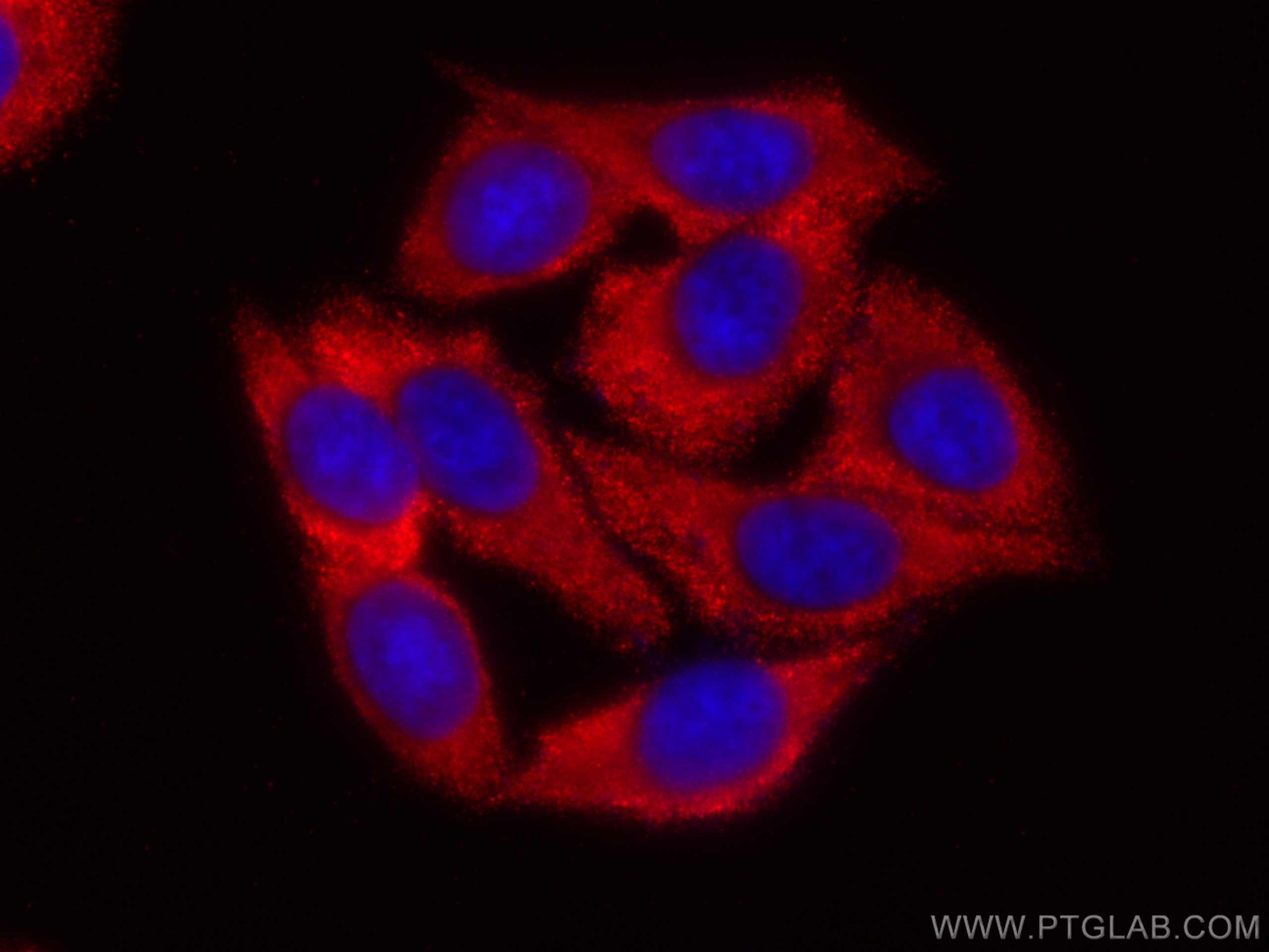 Immunofluorescence (IF) / fluorescent staining of HepG2 cells using CoraLite®594-conjugated P4HA1 Monoclonal antibody (CL594-66101)