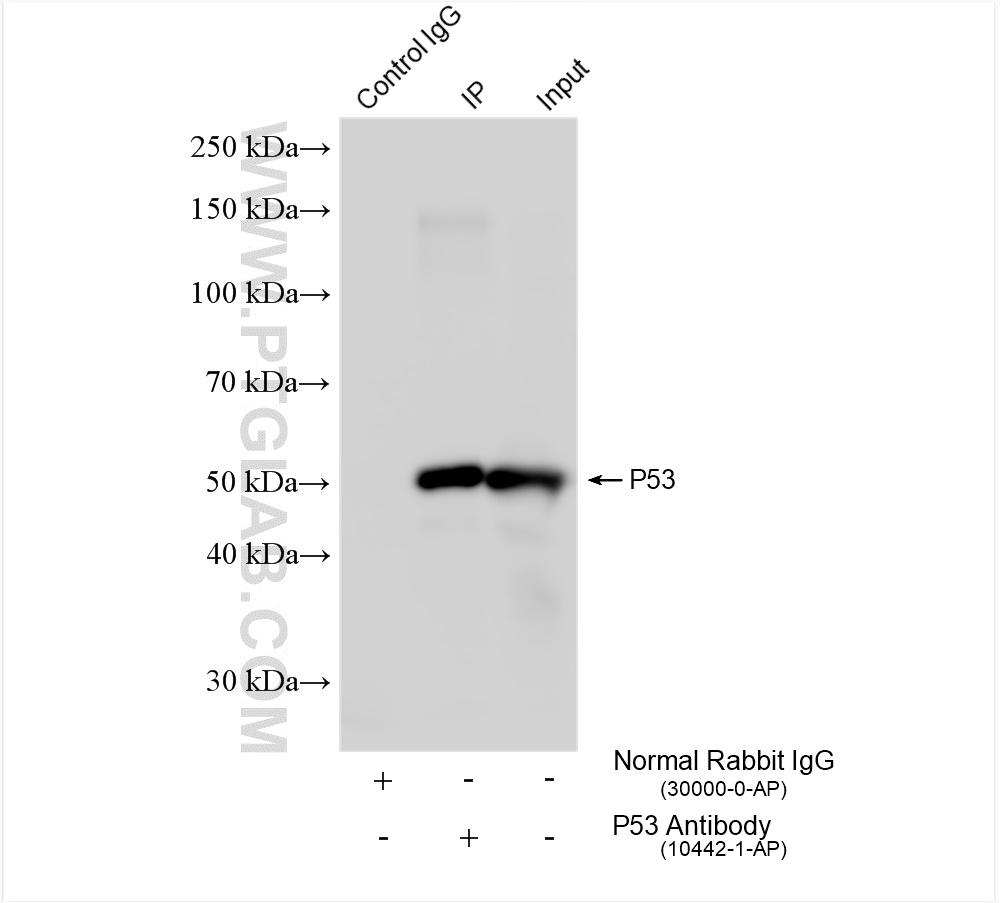 Immunoprecipitation (IP) experiment of HEK-293 cells using P53 Polyclonal antibody (10442-1-AP)