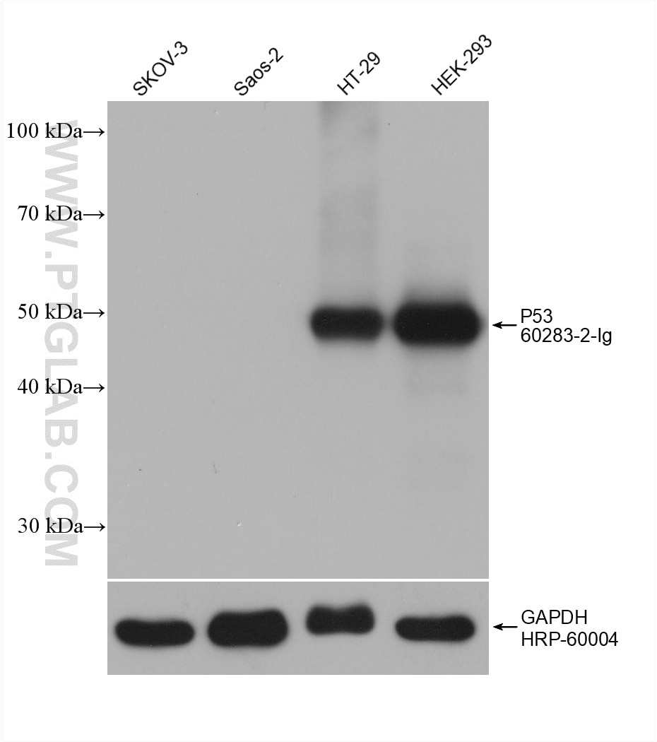 Western Blot (WB) analysis of various lysates using P53 Monoclonal antibody (60283-2-Ig)