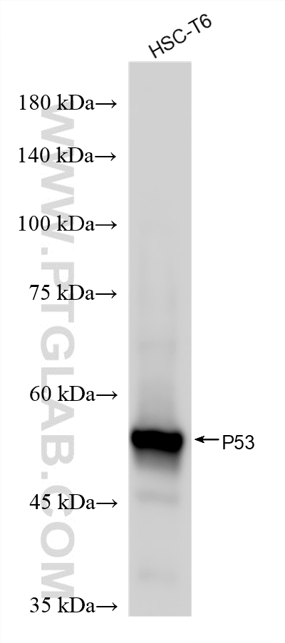 Western Blot (WB) analysis of HSC-T6 cells using P53 Recombinant monoclonal antibody (80077-1-RR)