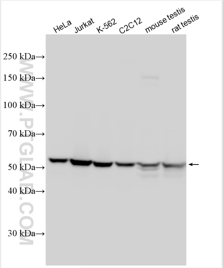 Western Blot (WB) analysis of various lysates using DDX6 Polyclonal antibody (14632-1-AP)