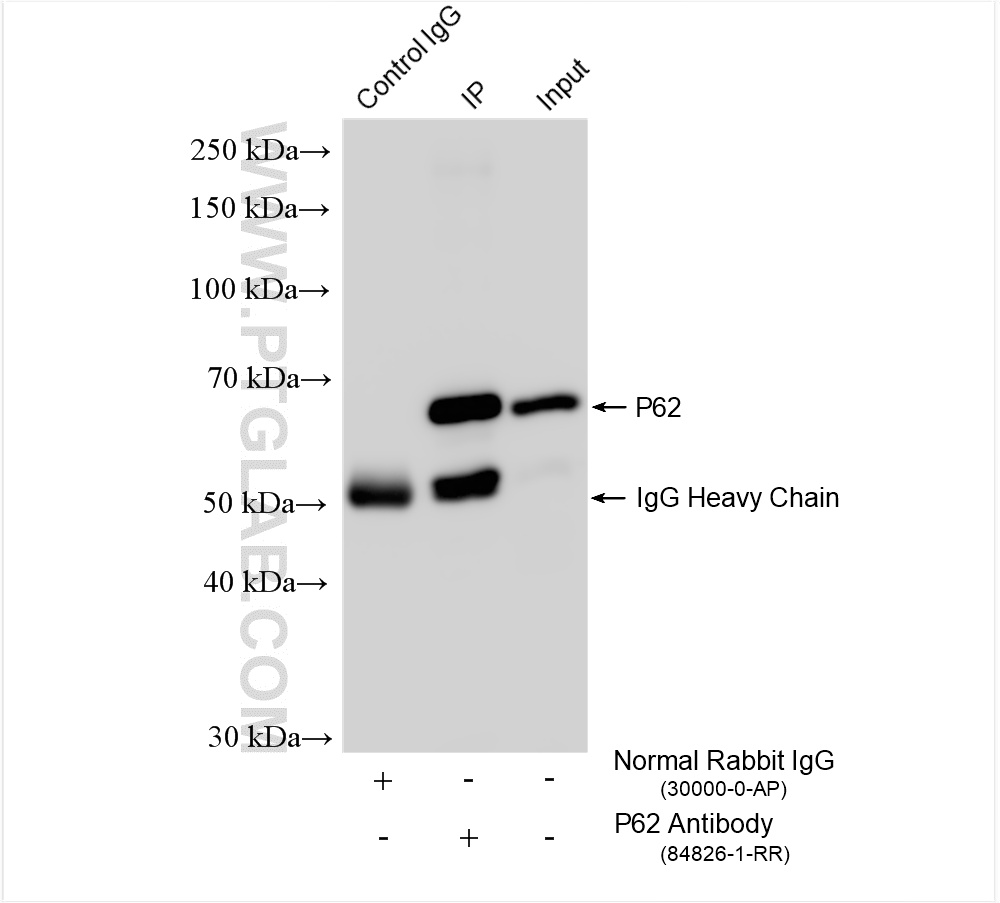 Immunoprecipitation (IP) experiment of NIH/3T3 cells using P62,SQSTM1 Recombinant antibody (84826-1-RR)