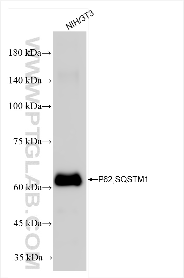 Western Blot (WB) analysis of NIH/3T3 cells using P62,SQSTM1 Recombinant antibody (84826-1-RR)