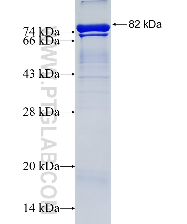 P62,Sqstm1 fusion protein Ag35064 SDS-PAGE