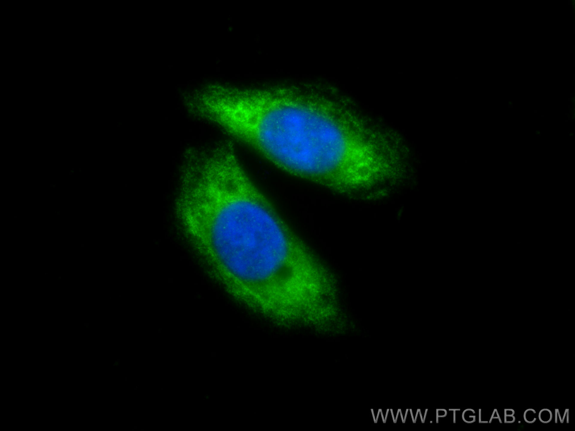 Immunofluorescence (IF) / fluorescent staining of HepG2 cells using PA2G4 Polyclonal antibody (15348-1-AP)