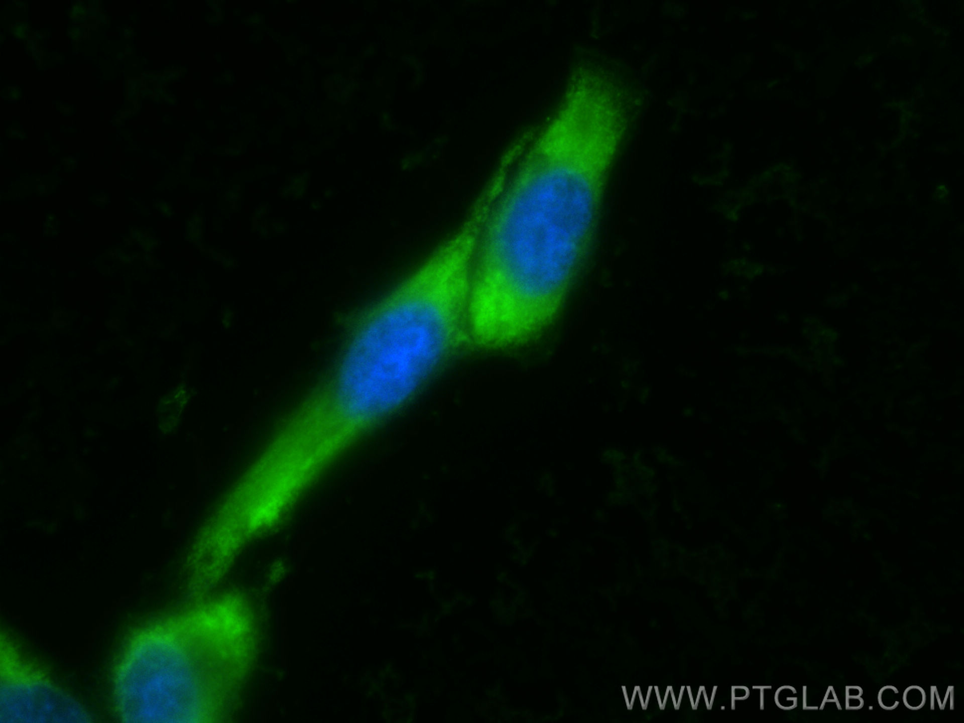 Immunofluorescence (IF) / fluorescent staining of HeLa cells using CoraLite® Plus 488-conjugated PA2G4 Monoclonal ant (CL488-66055)