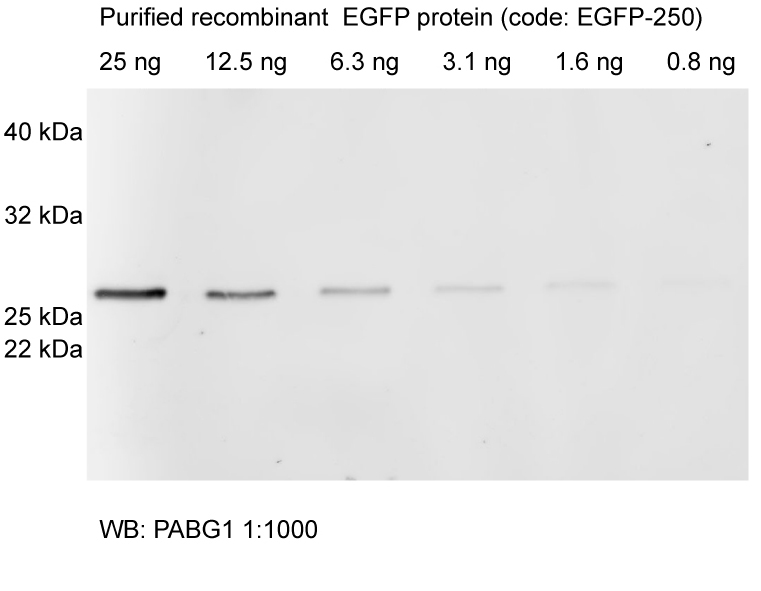 Western Blot Primary antibody: Anti-GFP PABG1 1:1,000 Secondary antibody: anti-rabbit_Alexa647 1:2,000