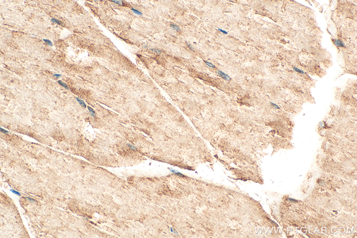 Immunohistochemistry (IHC) staining of mouse skeletal muscle tissue using PABPC4 Polyclonal antibody (14960-1-AP)
