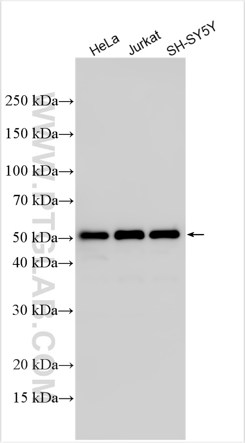 Western Blot (WB) analysis of various lysates using PABPN1 Polyclonal antibody (28002-1-AP)