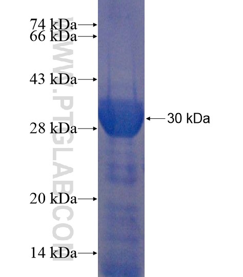 PACRGL fusion protein Ag22016 SDS-PAGE