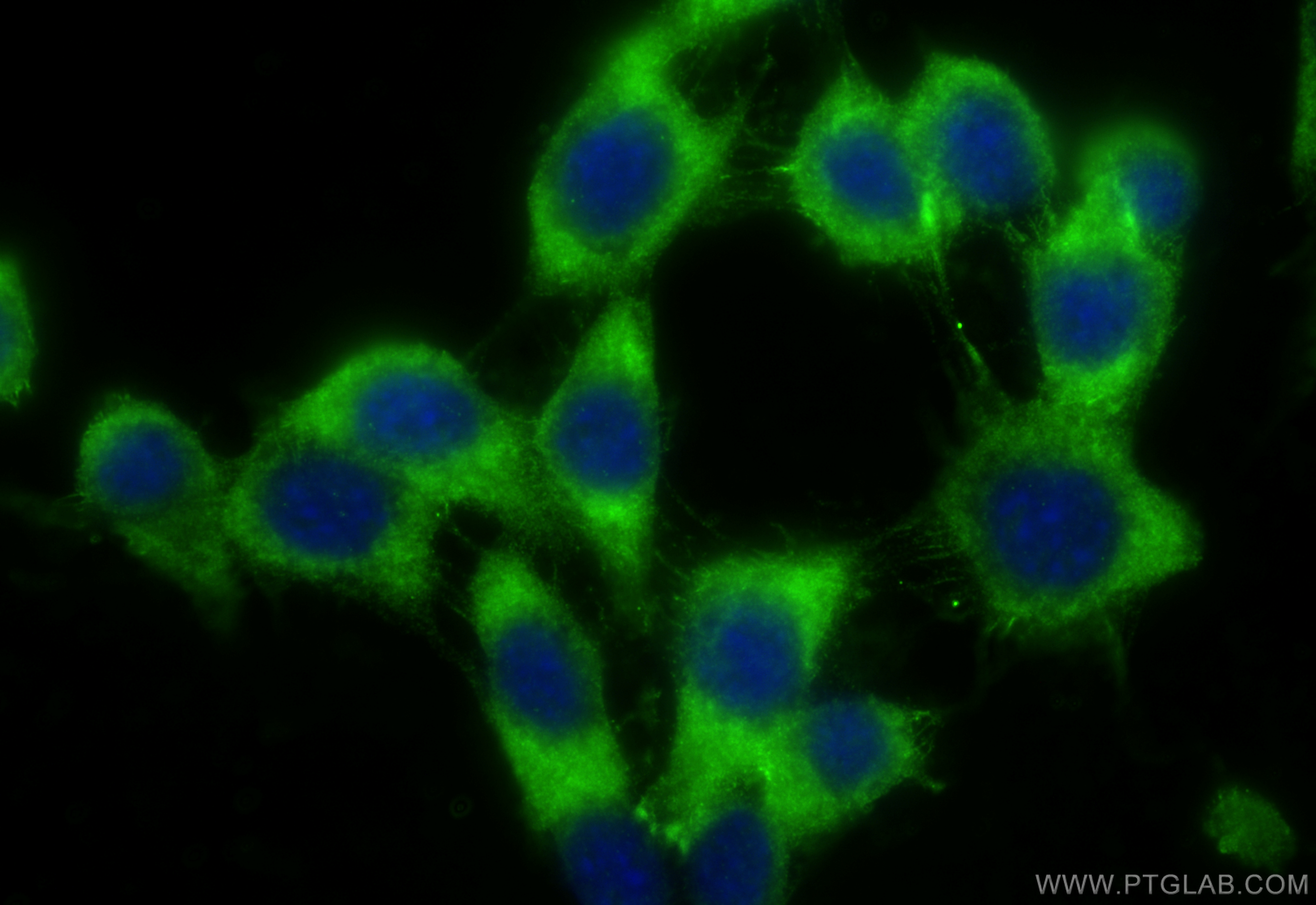 Immunofluorescence (IF) / fluorescent staining of NIH/3T3 cells using PACSIN2 Polyclonal antibody (10518-2-AP)