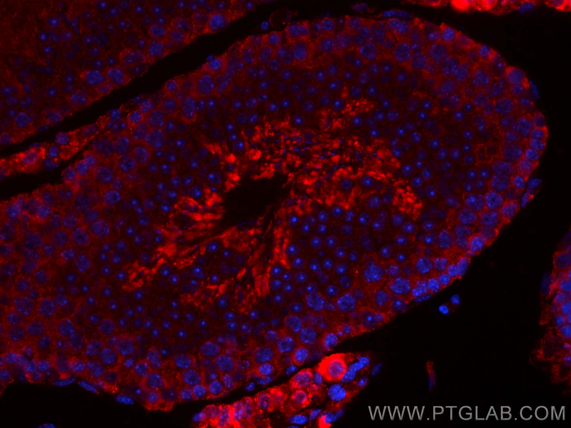 Immunofluorescence (IF) / fluorescent staining of mouse testis tissue using CoraLite®594-conjugated PALLD,palladin Monoclonal  (CL594-66601)