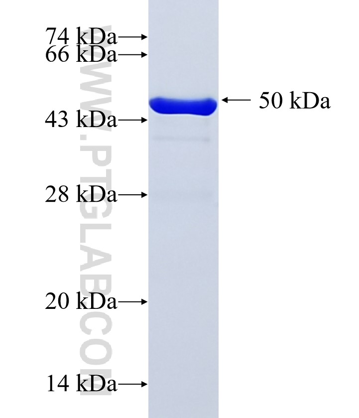 PALM fusion protein Ag25451 SDS-PAGE