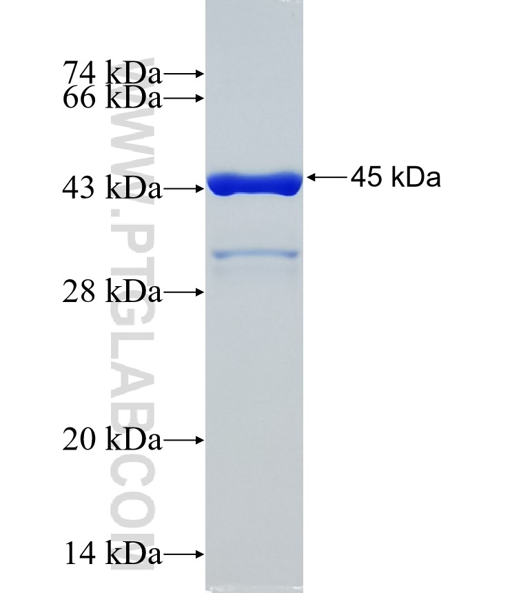 PAN3 fusion protein Ag22559 SDS-PAGE