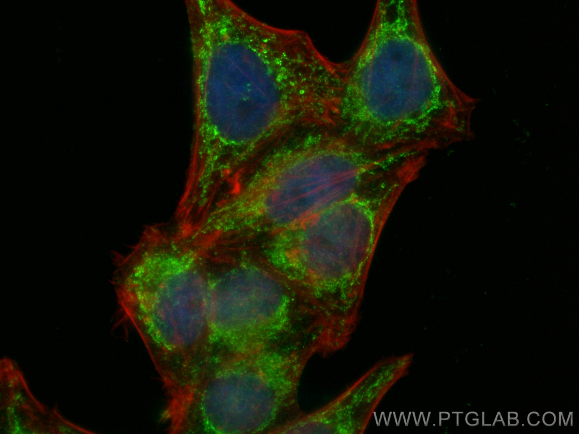 Immunofluorescence (IF) / fluorescent staining of HepG2 cells using PANK2 Polyclonal antibody (11001-1-AP)