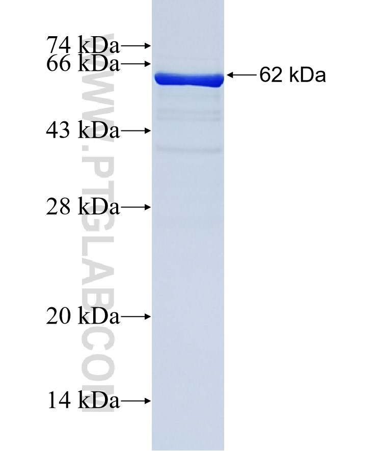 PAOX fusion protein Ag4305 SDS-PAGE