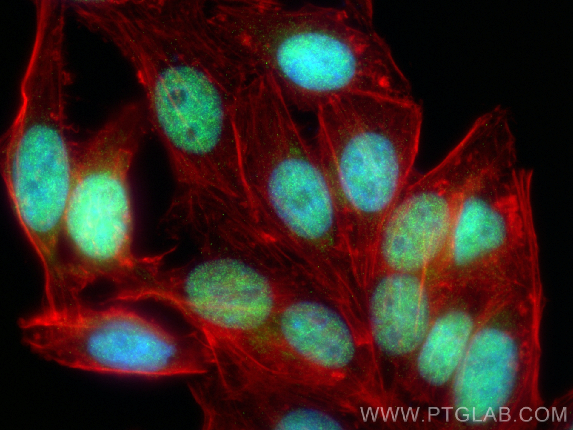 Immunofluorescence (IF) / fluorescent staining of HepG2 cells using PAPOLG Polyclonal antibody (24284-1-AP)