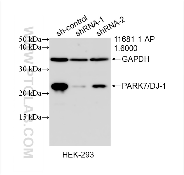 Western Blot (WB) analysis of HEK-293 cells using PARK7/DJ-1 Polyclonal antibody (11681-1-AP)