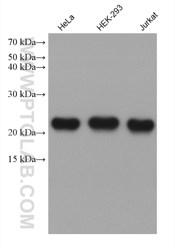 Western Blot (WB) analysis of various lysates using PARK7/DJ-1 Monoclonal antibody (68915-1-Ig)