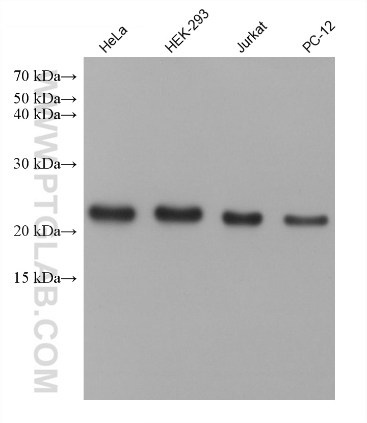 Western Blot (WB) analysis of various lysates using PARK7/DJ-1 Monoclonal antibody (68915-6-Ig)