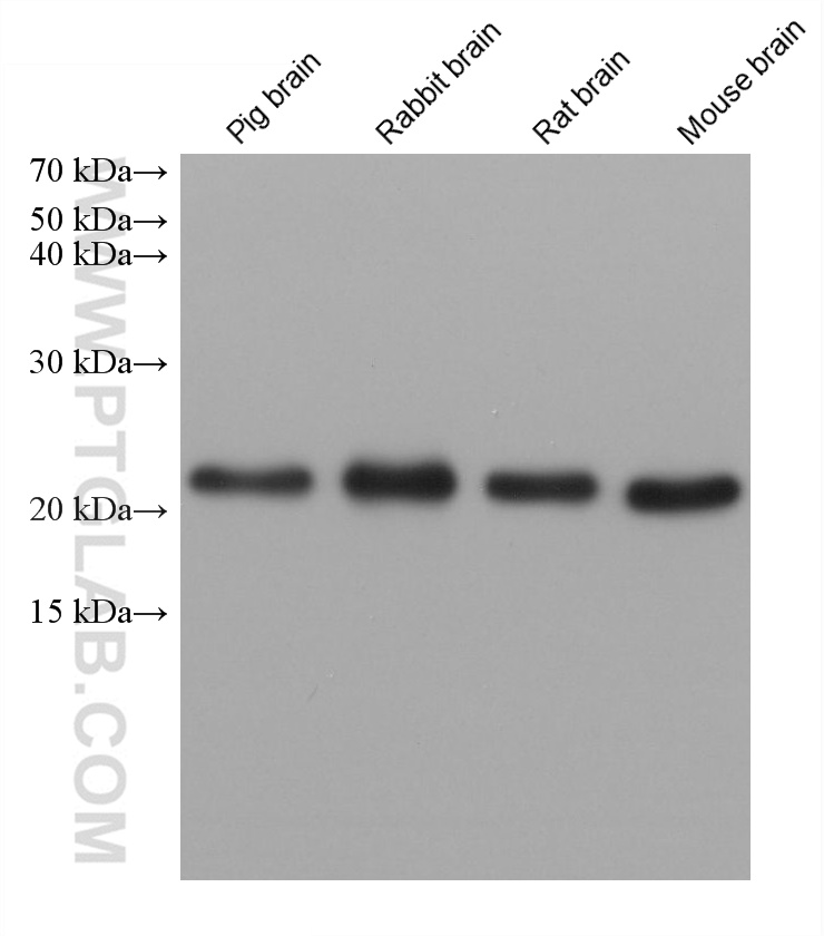 Western Blot (WB) analysis of various lysates using PARK7/DJ-1 Monoclonal antibody (68915-6-Ig)