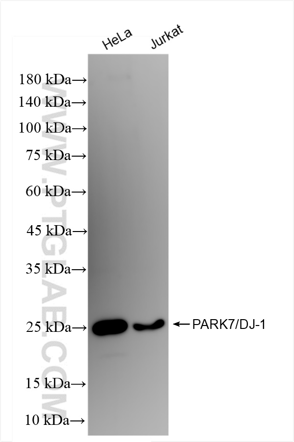 Western Blot (WB) analysis of various lysates using PARK7/DJ-1 Recombinant antibody (82913-1-RR)