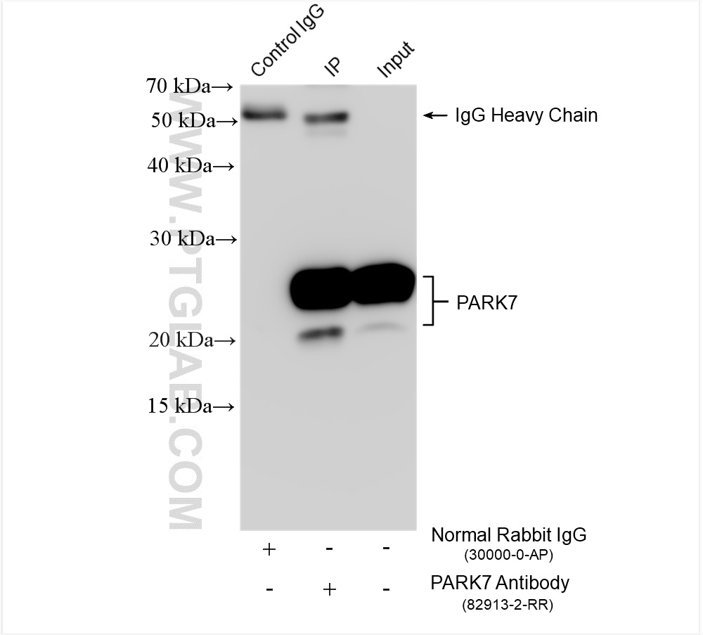 Immunoprecipitation (IP) experiment of HeLa cells using PARK7/DJ-1 Recombinant antibody (82913-2-RR)