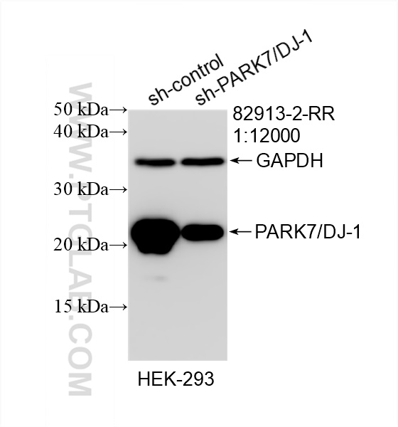 Western Blot (WB) analysis of HEK-293 cells using PARK7/DJ-1 Recombinant antibody (82913-2-RR)