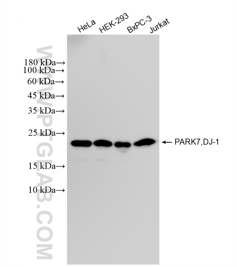 Western Blot (WB) analysis of various lysates using PARK7/DJ-1 Recombinant antibody (82913-3-RR)