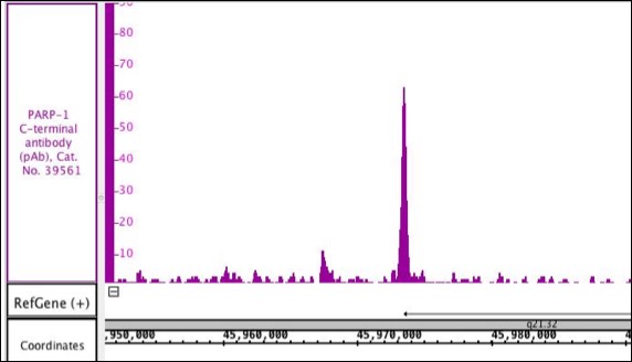 PARP-1 C-terminal antibody (pAb) antibody (rAb) tested by ChIP-Seq.Chromatin immunoprecipitation (ChIP) was performed using the ChIP-IT High Sensitivity Kit (Cat. No. 53040) with 30 ug of chromatin from human NCI-H209 lung cancer cells and 10 ul of PARP-1 C-terminal antibody (pAb). ChIP DNA was sequenced on the Illumina NextSeq and 7.7 million sequence tags were mapped to identify PARP binding sites on chromosome 17.