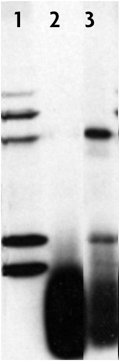 PARP-2 antibody used for immunoprecipitation. Western blot of immunoprecipitation using the PARP-2 antibody. Lane 1: input (AC16 whole cell lystate). Lane 2: IP using pre-immune serum. Lane 3: IP using PARP-2 antibody.