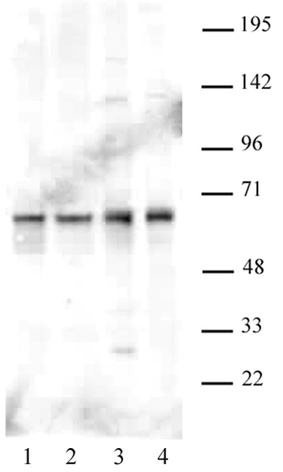 PARP-2 antibody tested by Western blot. HeLa cell nuclear extract (20 ug) was probed with PARP-2 antibody at a dilution of 1:1000.