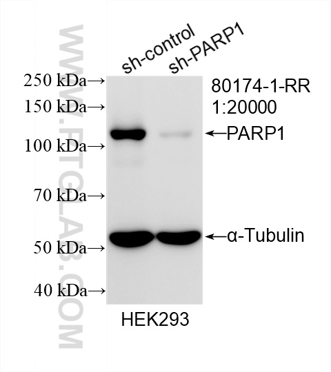 Western Blot (WB) analysis of HEK-293 cells using PARP1 Recombinant antibody (80174-1-RR)