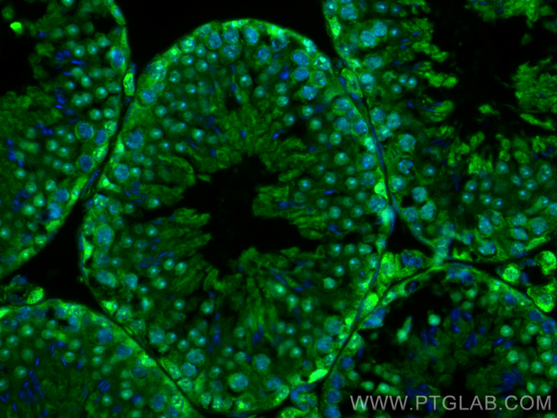 Immunofluorescence (IF) / fluorescent staining of mouse testis tissue using CoraLite® Plus 488-conjugated PARP1 Recombinant an (CL488-80174)