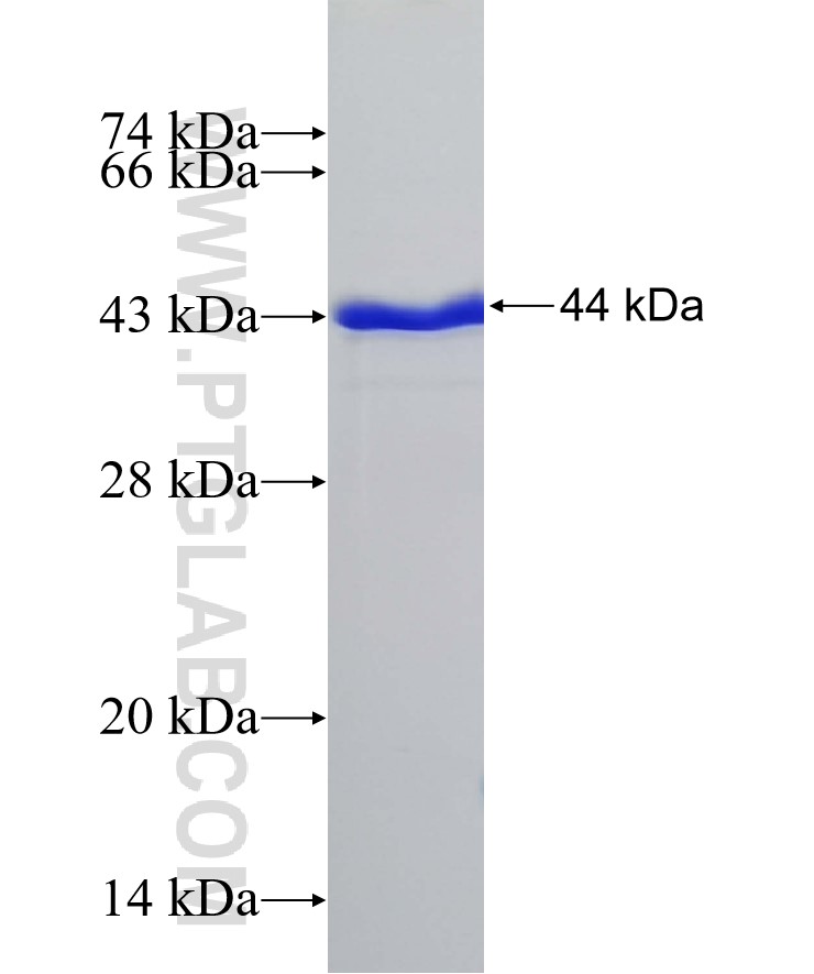 PARP11 fusion protein Ag32430 SDS-PAGE