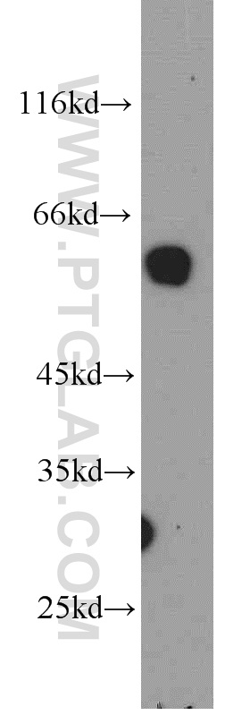 Western Blot (WB) analysis of L02 cells using PAX4 Polyclonal antibody (21387-1-AP)