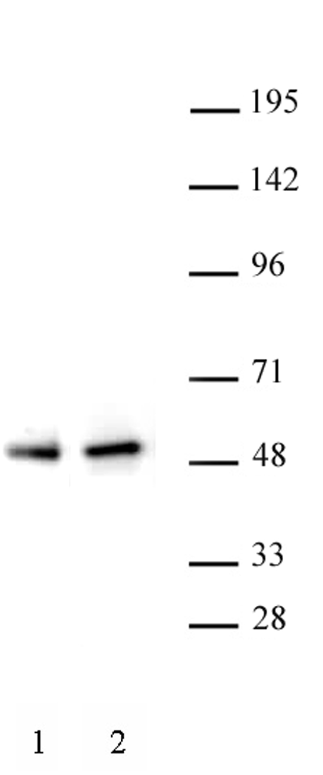 PAX5 antibody (pAb) tested by Western blot. Detection of PAX5 by Western blot. Lane 1: Raji nuclear cell extract (20 ug). Lane 2: Ramos nuclear cell extract (10 ug). Both probed with PAX5 antibody (pAb) at a 1:500 dilution.