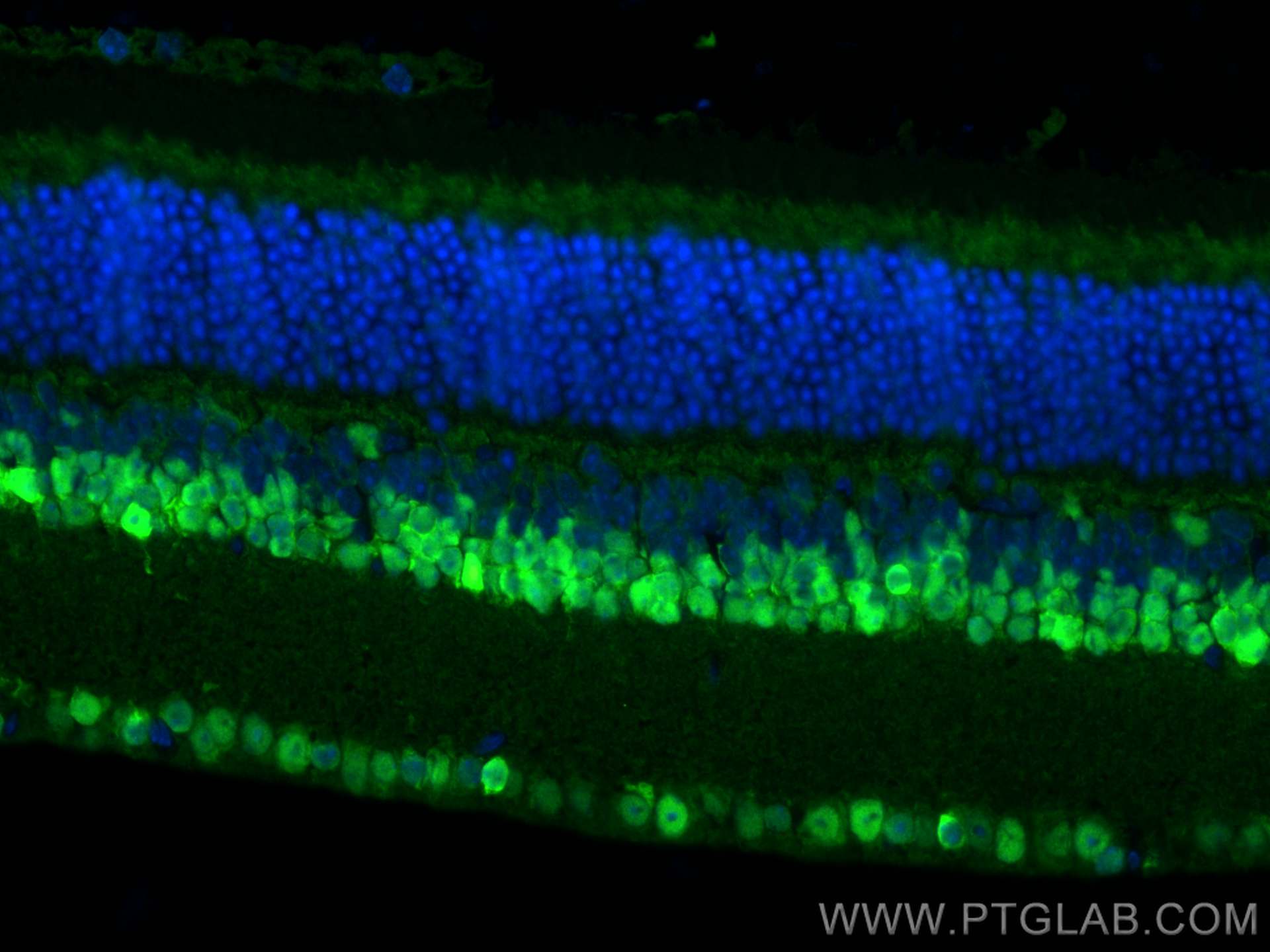 Immunofluorescence (IF) / fluorescent staining of mouse eye tissue using PAX6 Polyclonal antibody (12323-1-AP)