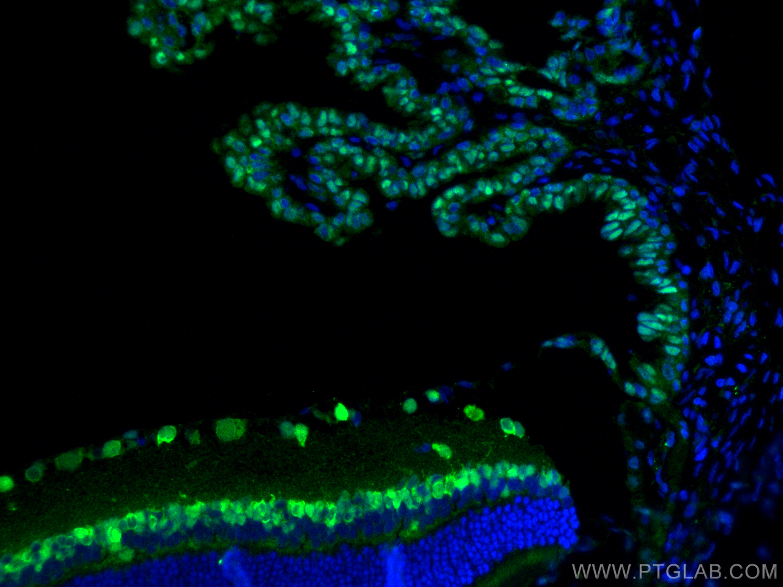 Immunofluorescence (IF) / fluorescent staining of rat eye tissue using PAX6 Polyclonal antibody (12323-1-AP)